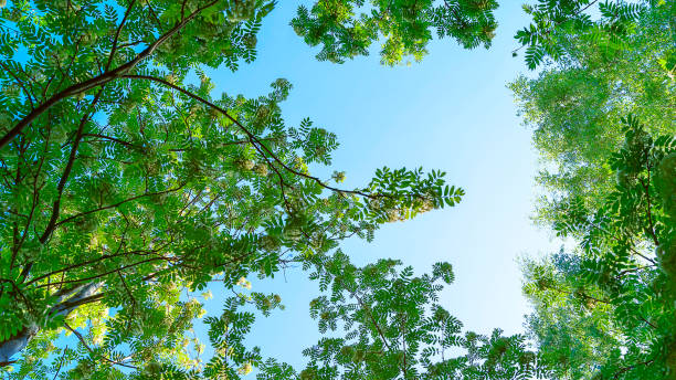 canottaggio in fiore, sorbus aucuparia e baldacchino di betulle, corone contro cielo blu chiaro. vista angolo basso. cambio di stagione, concetto di primavera. - clear sky branch tree trunk uncultivated foto e immagini stock