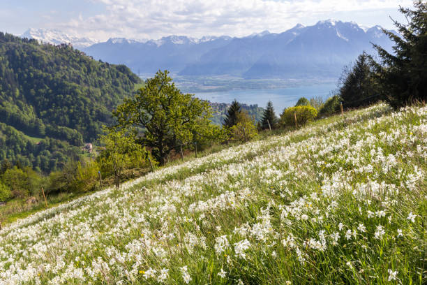 Swiss Alps with blooming wild narcissus flower (narcissus poeticus) Swiss Alps with blooming wild narcissus flower (narcissus poeticus) in Montreux riviera with Geneva Lake at the background montreux photos stock pictures, royalty-free photos & images