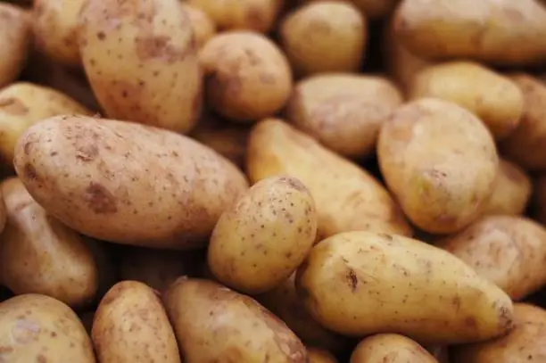 group of brown fresh potatoes SELECTIVE FOCUS