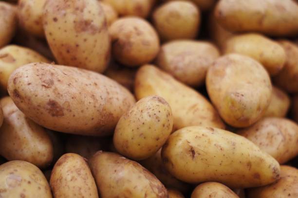group of brown fresh potatoes selective focus - potato skin imagens e fotografias de stock