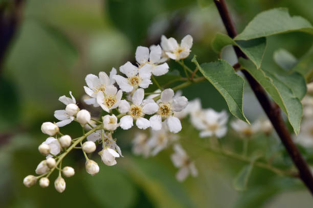 chokecherry (ソメイヨシノ virginiana) の花 - virginiana ストックフォトと画像