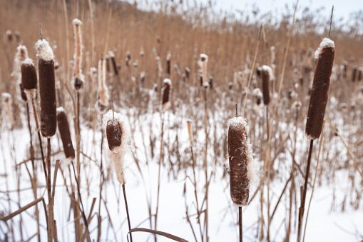 Dry Typha plants covered with white snow, natural winter background. Close up photo with soft selective focus