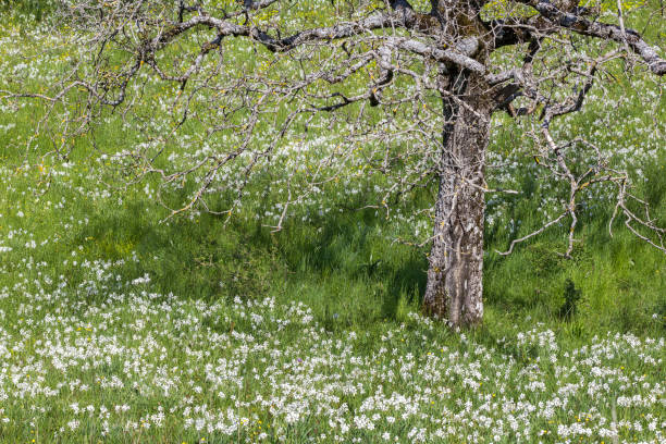 Wild narcissus flower (narcissus poeticus) around an old tree