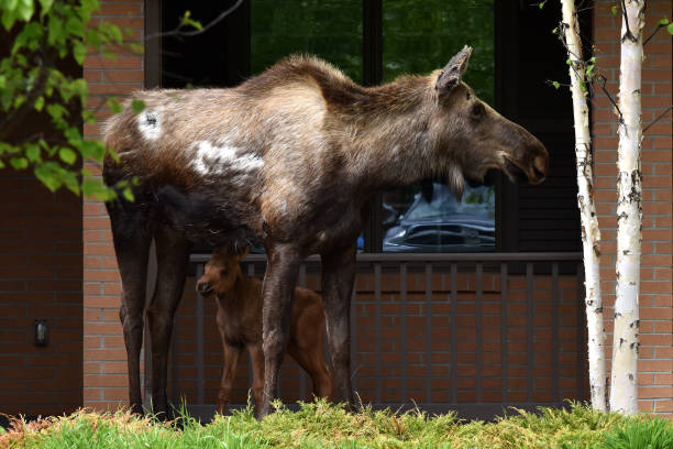 istock Urban Alaska Moose (Alces alces) with calf 1152763202