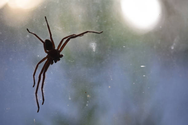 istock Huntsman Spider Close Up on Window 1152765437