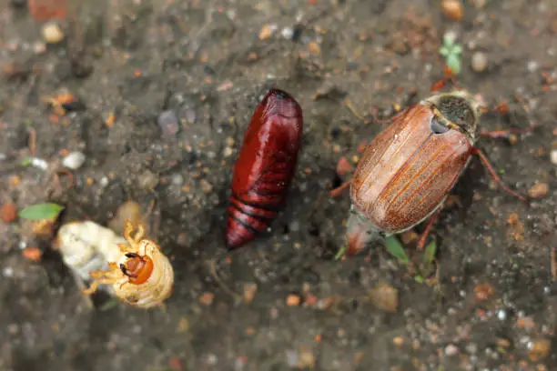 pupa, larva, and cockchafer on the ground in the garden