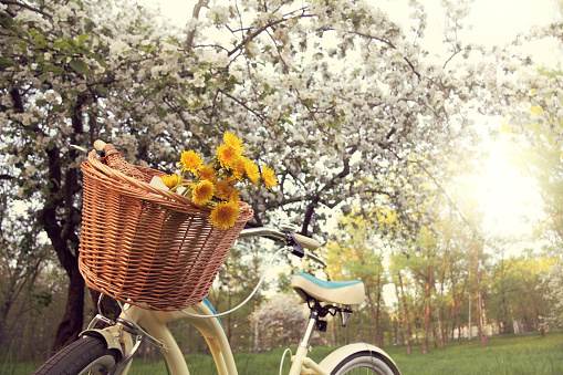 bottle of wine and flowers in a bicycle basket, under a flowering fruit tree in the park