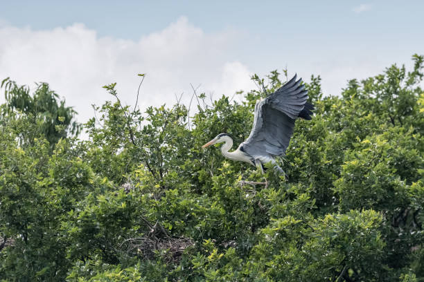 istock beautiful grey heron on  the top of the tree 1152766446