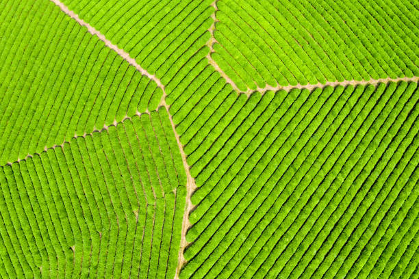 istock aerial view of spring tea plantation 1152766464
