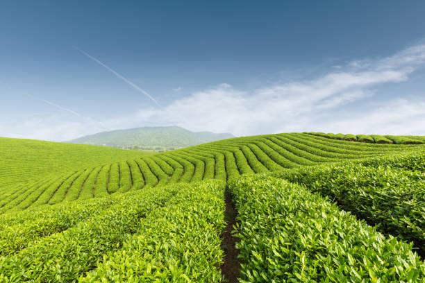 istock beautiful tea plantation against a blue sky 1152766608