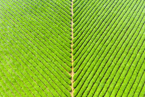 istock beautiful tea plantation background texture 1152766647