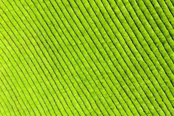 istock aerial view of tea plantation 1152766653