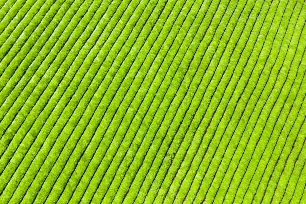 istock aerial view of tea plantation background 1152767500