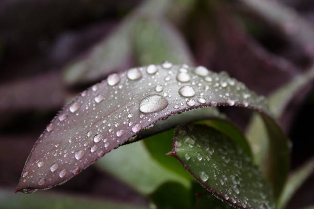 istock Aeonium Arboreum with raindrops 1152767746