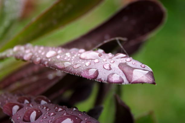 istock Aeonium Arboreum with raindrops 1152767777
