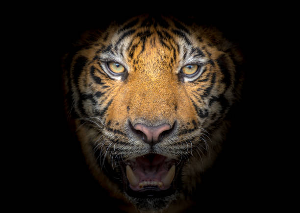 istock Tiger face fierce on a black background 1152767958