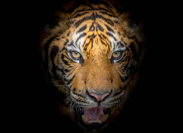 istock Tiger face fierce on a black background 1152767971