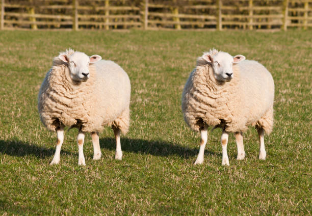 羊のクローニング。野原に立っている2つの同一の羊。 - クローン ストックフォトと画像