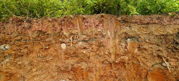 istock erosion ground with plant on top 1152768011