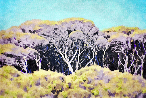 Beautiful Kanuka Tree Landscape Watercolor Painting Background.  This is my Photographic Image of Knarled Kanuka Trees in a Watercolour Effect. Because sometimes you might want a more illustrative image.