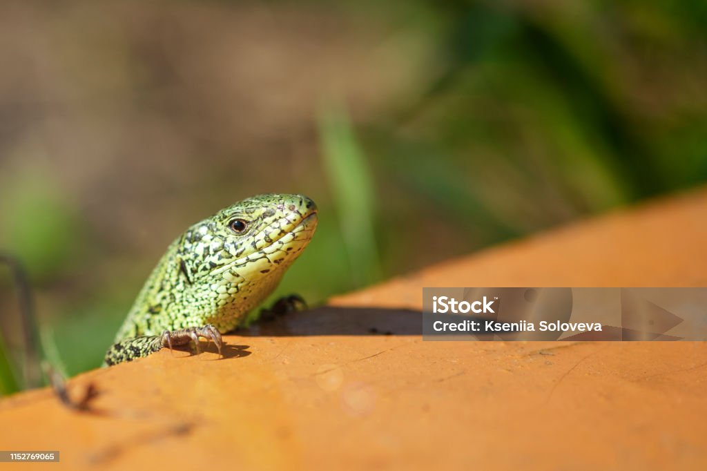 Portrait d’un curieux lézard vert sur un fond naturel vert - Photo de Animaux de compagnie libre de droits