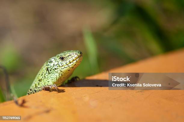 Photo libre de droit de Portrait Dun Curieux Lézard Vert Sur Un Fond Naturel Vert banque d'images et plus d'images libres de droit de Animaux de compagnie