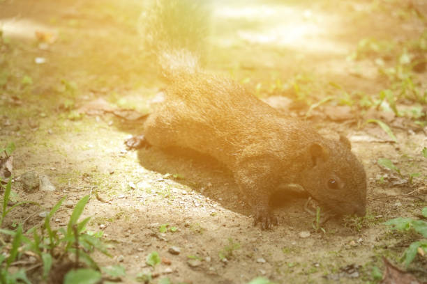 Imagery about wild, nature, outdoors, holidays, resources.