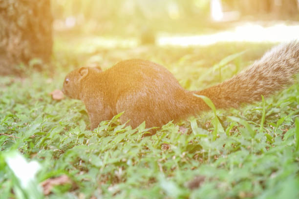 Super Cute Red Squirrel in Wildlife, Berlin, Germany