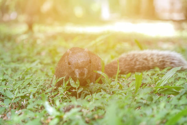 Imagery about wild, nature, outdoors, holidays, resources.