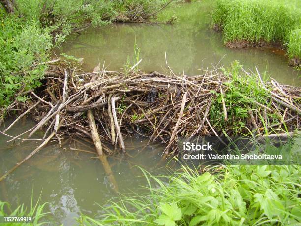 Photo libre de droit de Barrage De Castor Sur Une Belle Journée Dété Milieu De Lété Vert Vif De La Végétation Côtière banque d'images et plus d'images libres de droit de Castor - Rongeur