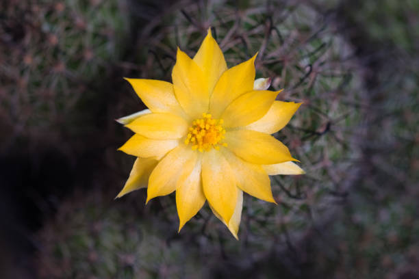 istock The cactus has yellow flowers. 1152771835
