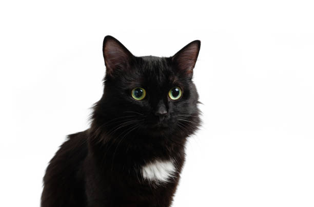 Sedentary black, beautiful and cute cat on white background, isolate.
