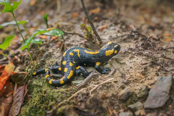 European fire salamander. Salamandra in natural enviroment in carpatian forest