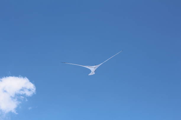 A kite in the form of a single large white bird.