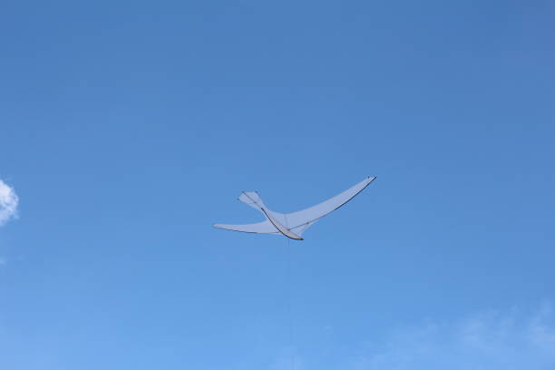 A kite in the form of a single large white bird.