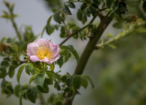Mountain wild rose bush. Rosa pendulina. Rosa alpina