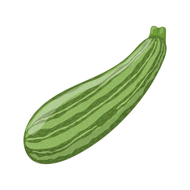 ilustrações de stock, clip art, desenhos animados e ícones de fresh zucchini isolated on white background. organic food. cartoon style. vector illustration for design. - zucchini