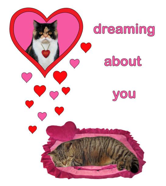 cat dreams of his love 2 - cushion pillow heart shape multi colored imagens e fotografias de stock