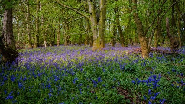 istock Bluebells carpet a forest floor 1152775968