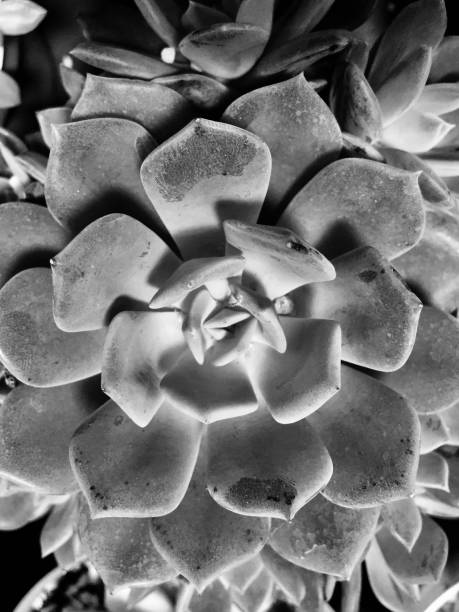 istock Topical plant in garden 1152777103