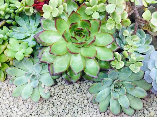 istock Topical plant in garden 1152777144