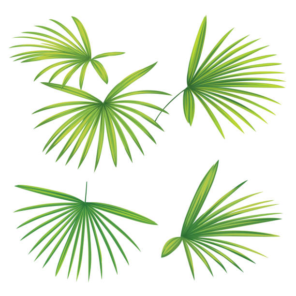 ilustrações, clipart, desenhos animados e ícones de folhas de palmeira tropicais no fundo branco. - palmleaf
