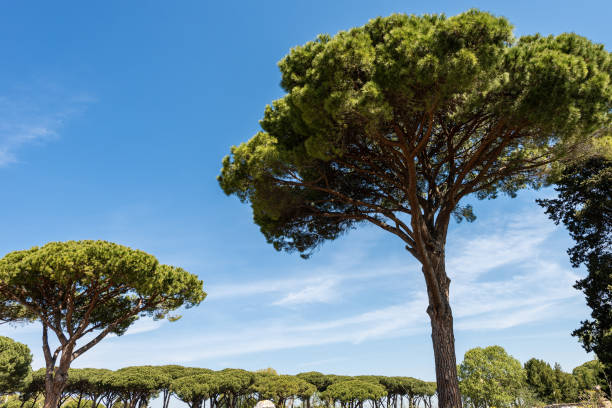 istock Forest with maritime pines - Ostia Antica Rome Italy 1152778929
