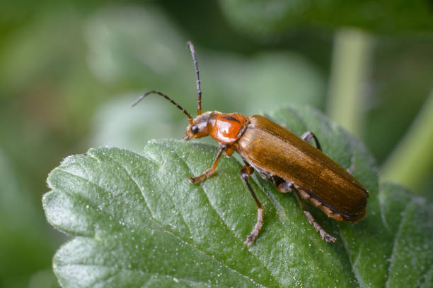 istock Golden whiskered beetle on a juicy leaf. 1152779960