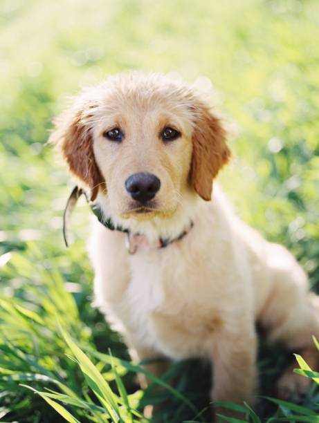 istock Golden Puppu 1152781188