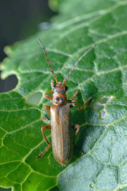 istock Golden whiskered beetle on a juicy leaf. 1152781310