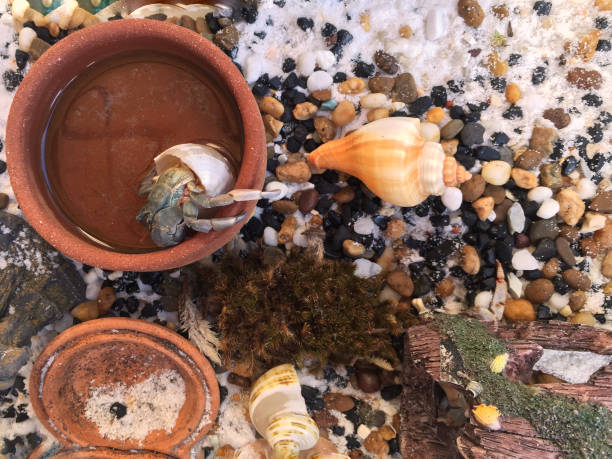 land hermit crab drinking water - hermit crab pets animal leg shell imagens e fotografias de stock