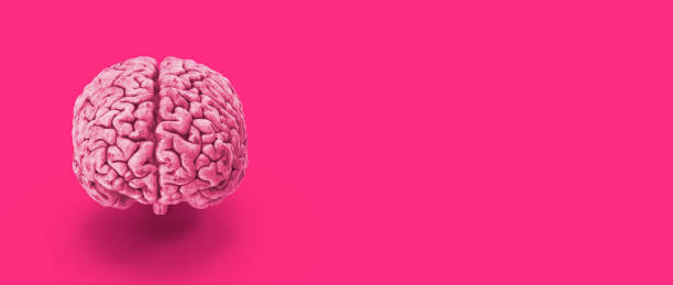 istock 3D brain object on fuchsia pink background with large copy space 1152783188