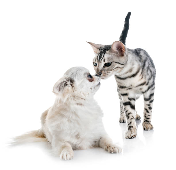 istock bengal kitten and chihuahua 1152784008