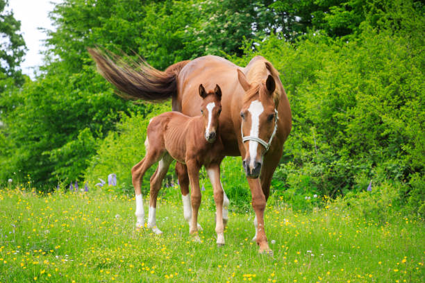 istock Young foal with his mother on the pasture 1152788629